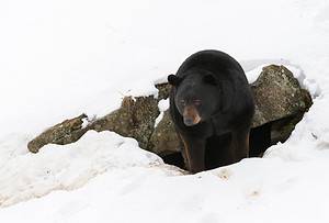 When Do Bears Hibernate? Timing and 7 Amazing Facts Picture