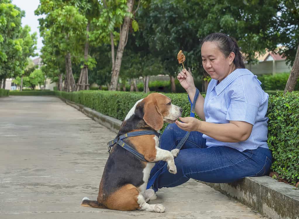 Asian senior woman feeding beagle dog while training it to standing on two legs in public park area