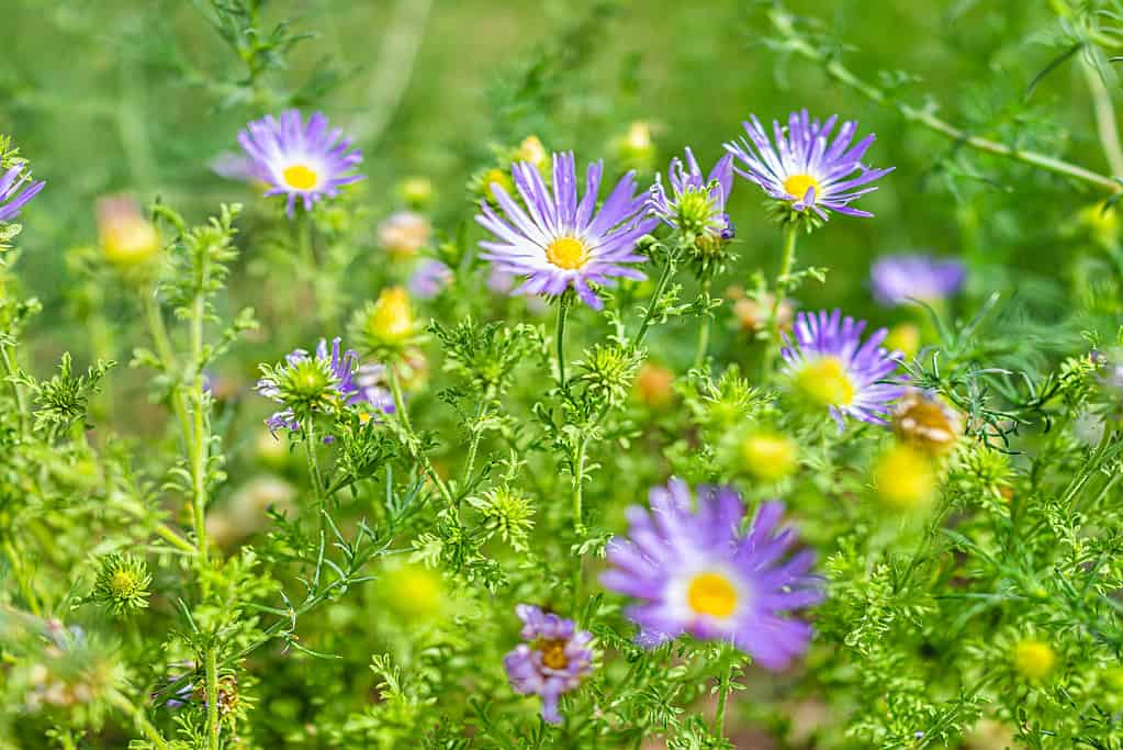 Purple Tahoka daisy wildflowers macro closeup with bokeh background of green leaves in Santa Fe National Forest park mountains in New Mexico summer