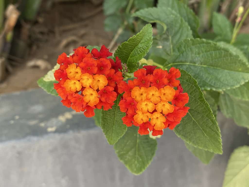 Lantana urticoides, also known as Texas lantana or calico bush, is a three- to five-foot perennial shrub that grows in Mexico and the U.S. states of Texas, Louisiana and Mississippi especially along the Gulf coast.