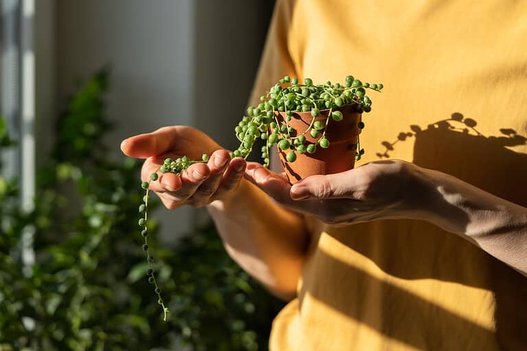 Female hand holding small terracotta pot with Senecio Rowleyanus home interior on blurred background
