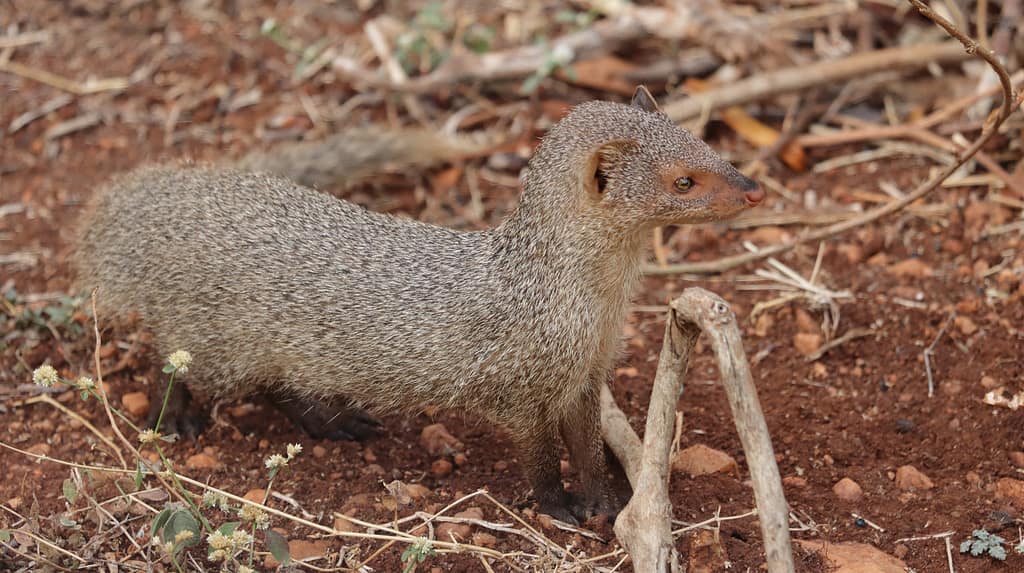 Indian grey mongoose curiously looking