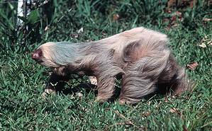 How Fast Are Sloths? Top Speed and Frequency - A-Z Animals