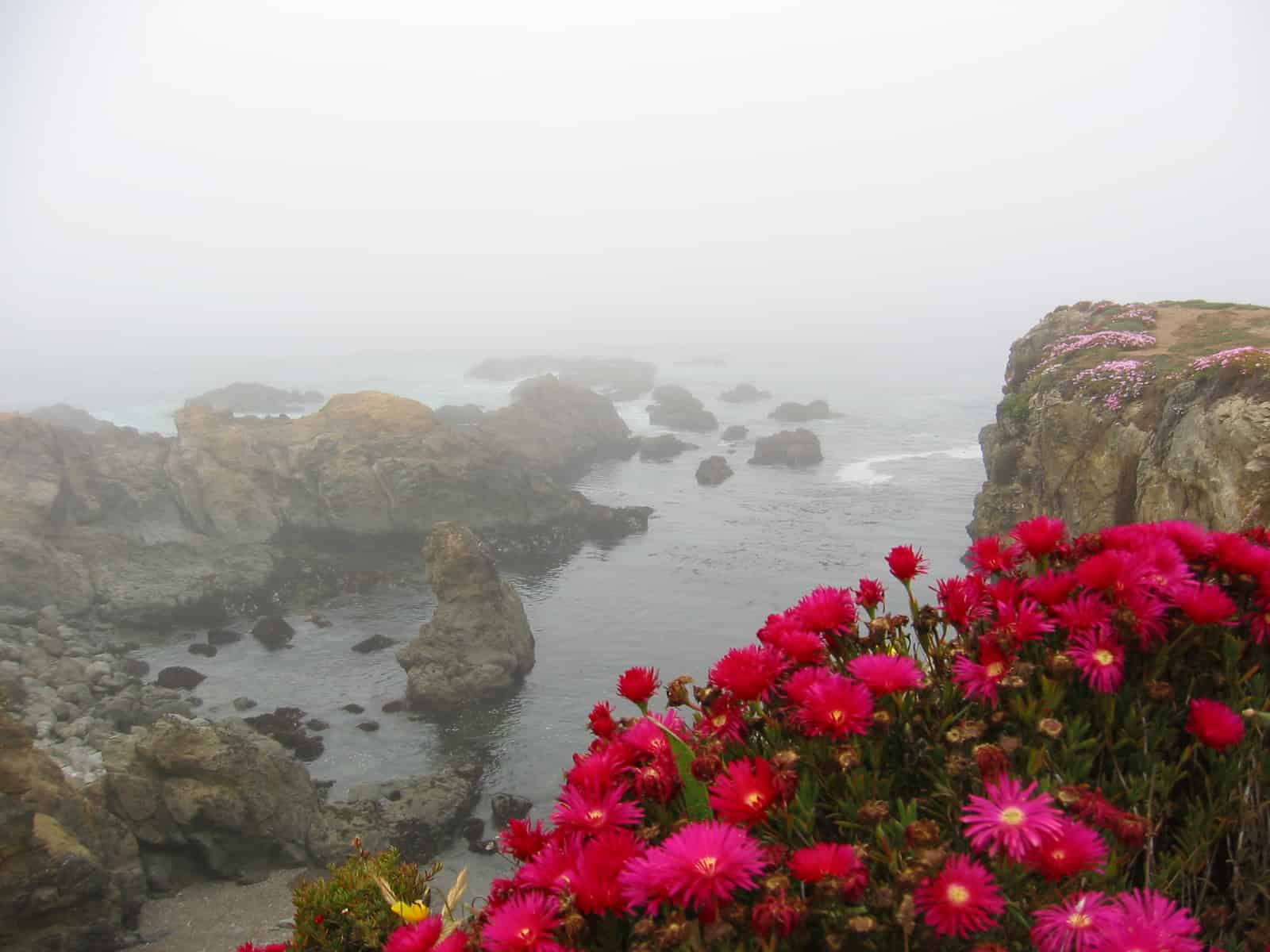 Mendocino Coast  Botanical Gardens coast in fog
