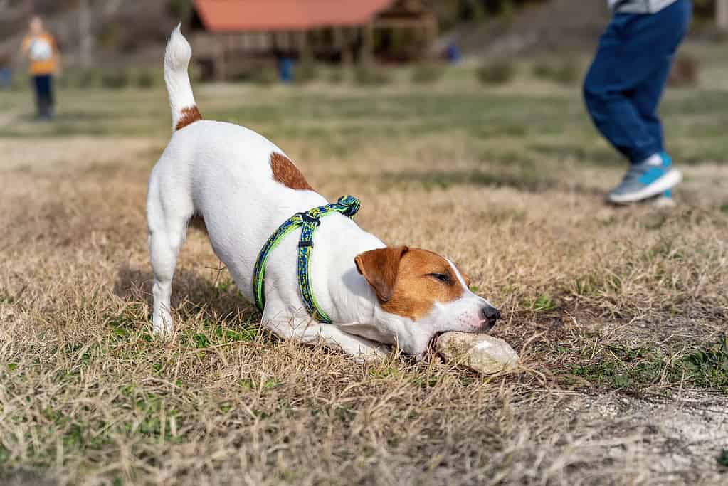 Cute small playful breed 1 year old jack russel terrier dog chewing and eating stones or rocks during walking at mountain forest park outdoors on bright sunny day. Funny active young pet play outside