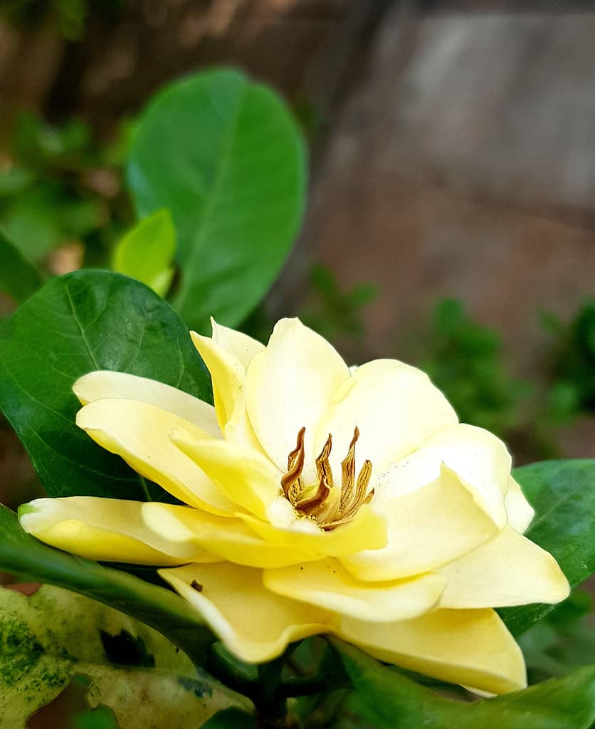Yellow gardenia