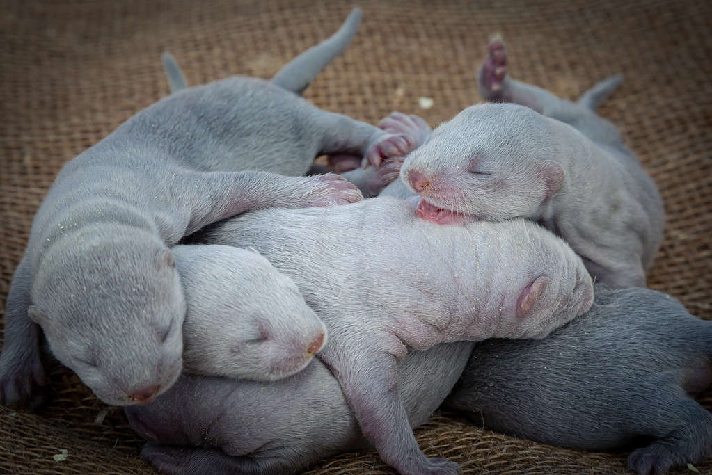 Grey-blue little mink puppies. 