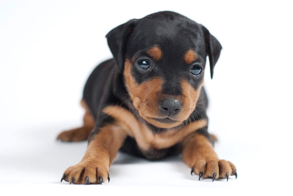 adorable miniature pinscher puppy