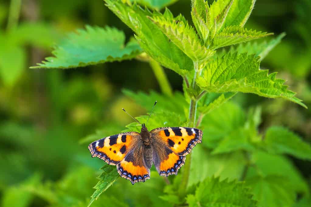 Stinging nettle with a Small tortoiseshell butterfly