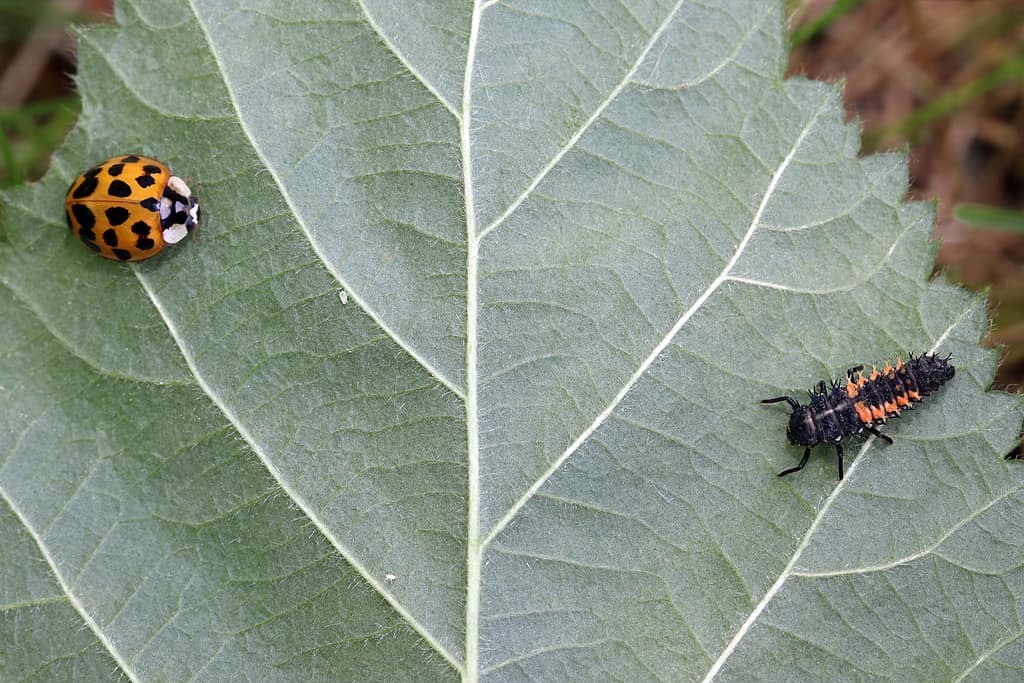 An orange ladybug with nineteen spots and a ladybug larva sit on a leaf. Two small aphids are between them.