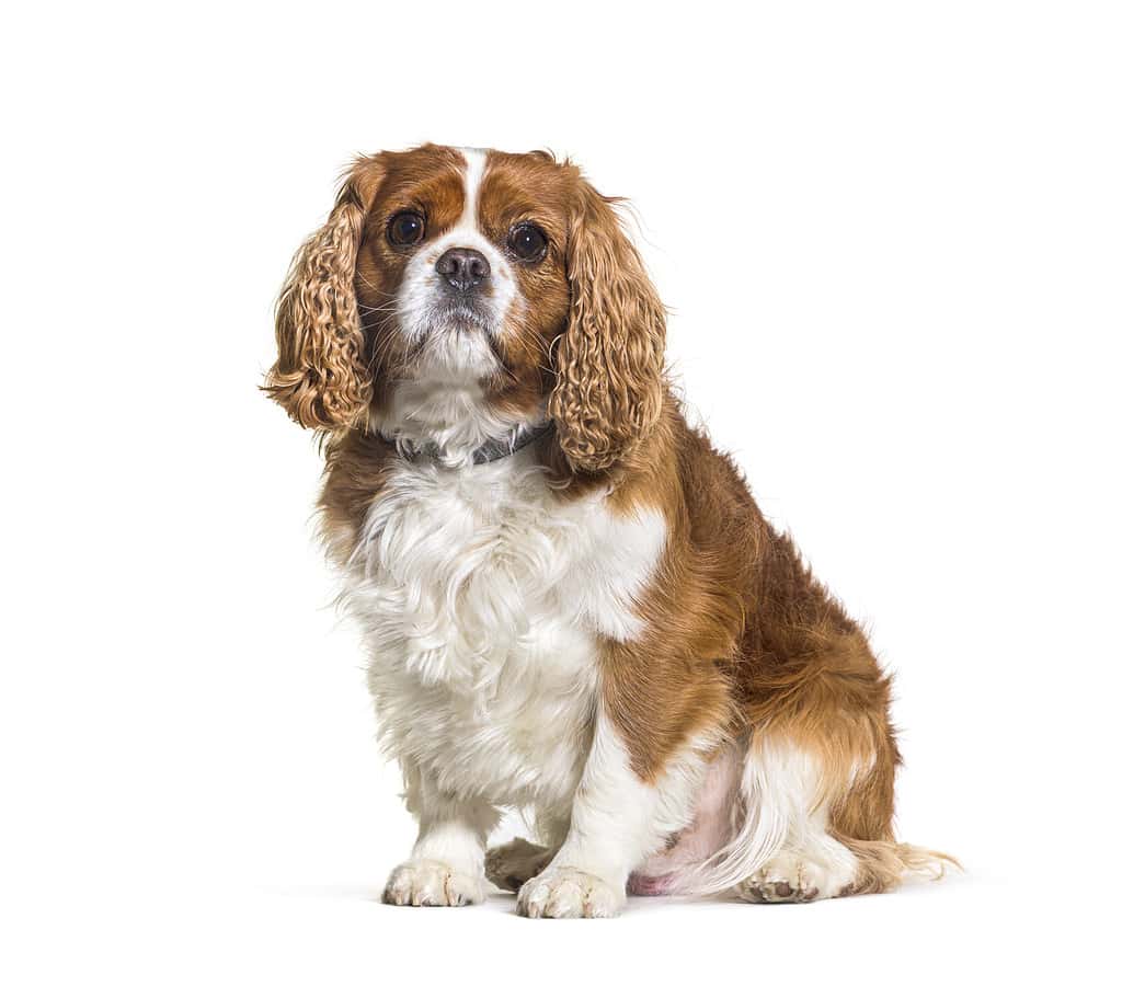 Fat Cavalier king Charles spaniel dog wearing a collar, sitting, isolated on white