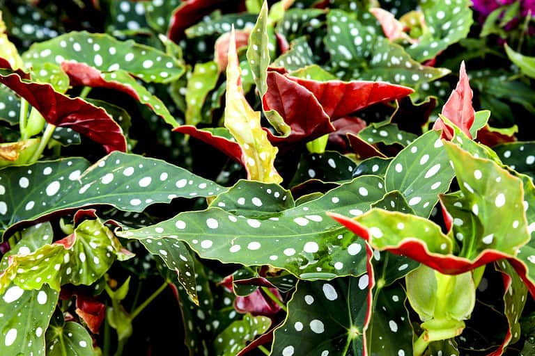 Colorful Begonia Maculata plants in the garden