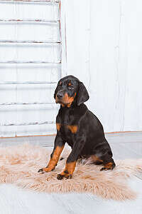 Doberman Pinscher Progression: Growth Chart, Milestones, and Training