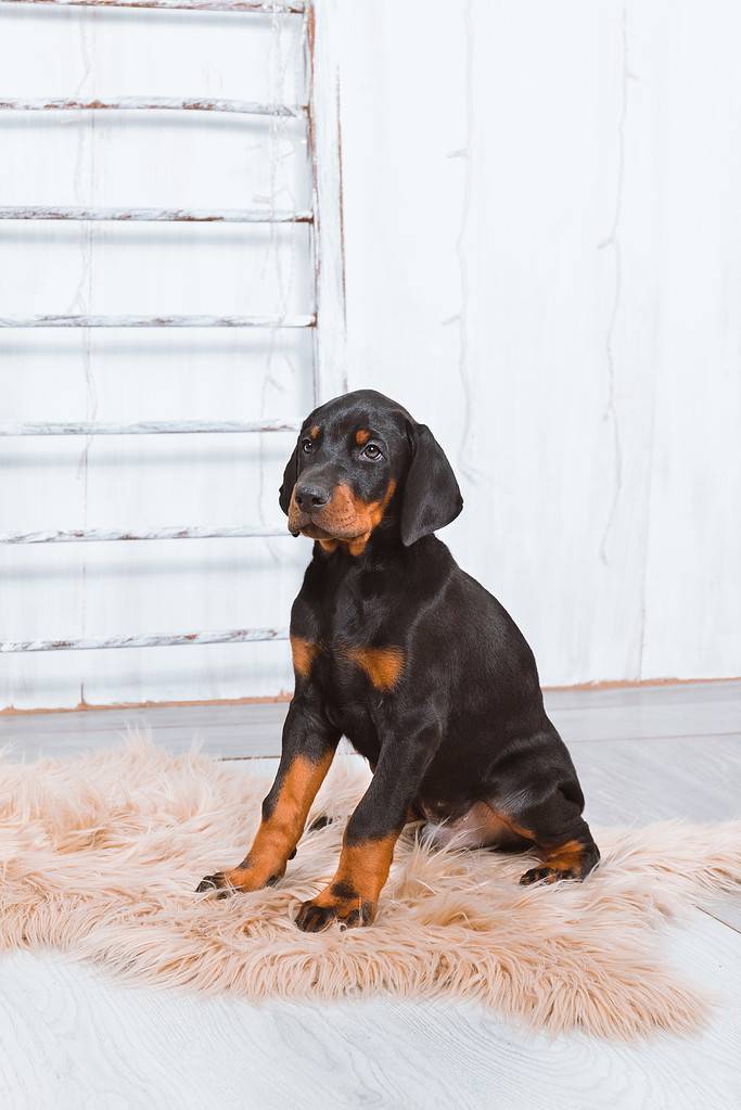 A Doberman puppy sits on a fur rug on a light background