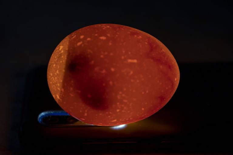 Eggs are candled to observe the development of the embryo. Candling is done in a darkened room with the egg held on a light. The light penetrates the egg and makes it possible to look inside.