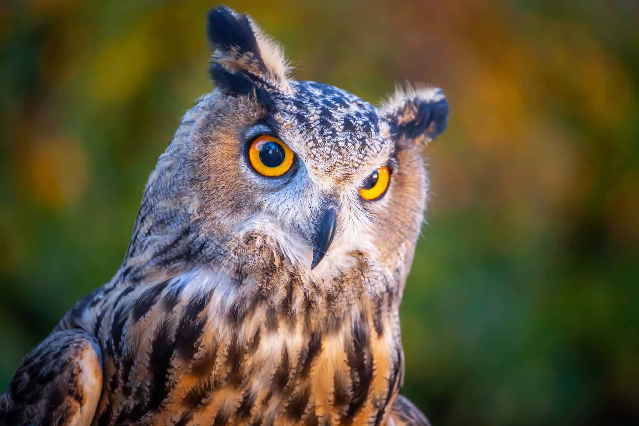 Beautiful and impressive smart Great horned owl, Bird of Prey