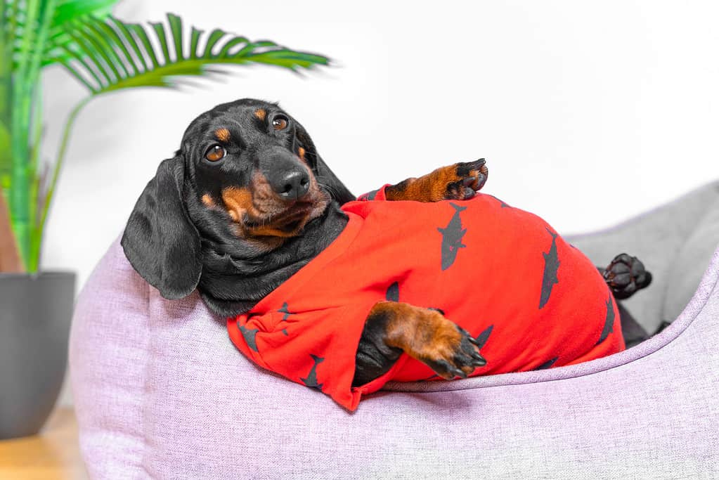 Fat dachshund puppy in a red T-shirt is lying in a pet bed with its belly up, close up. Stupid owners do not care about the health of the dog and overfed it to obesity.