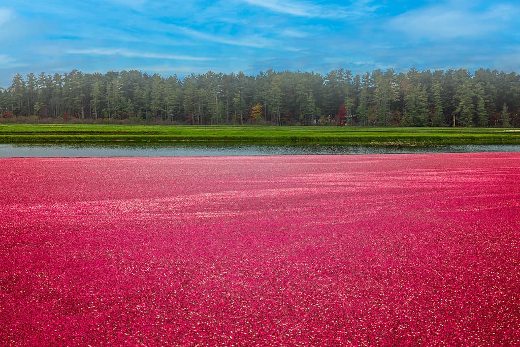 A Wisconsin cranberry marsh in the fall during harvest showing cranberries in flooded bog