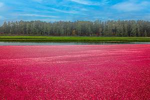 The Top 5 U.S. States That Grow the Most Cranberries Picture