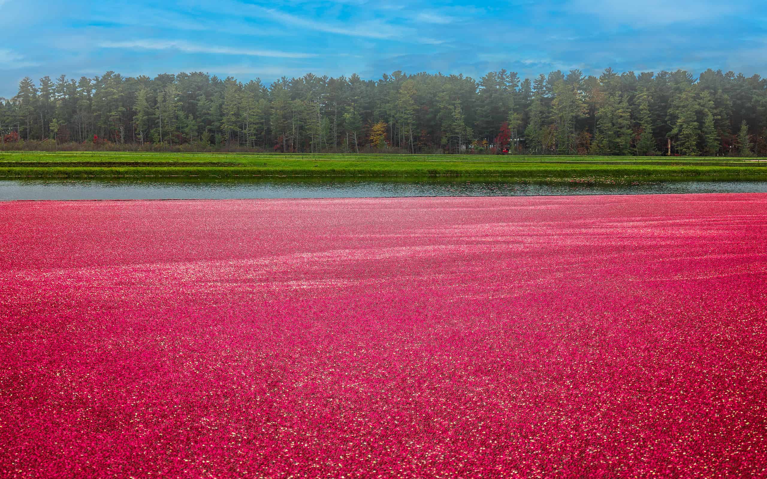 A Wisconsin cranberry marsh in the fall during harvest showing cranberries in flooded bog