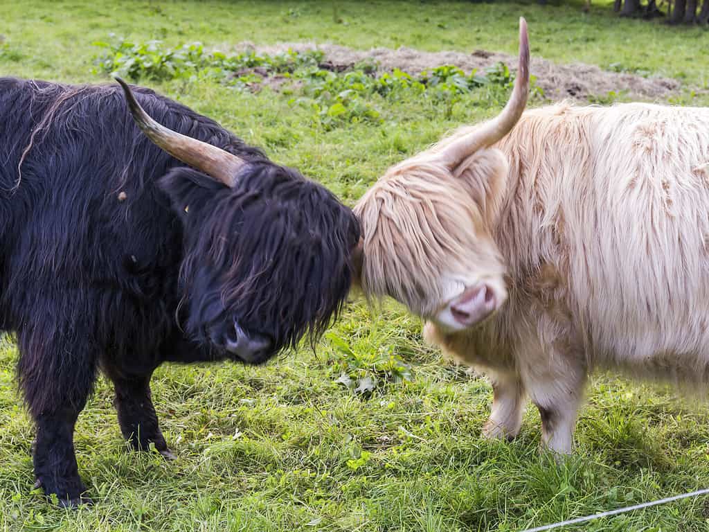 highland cattle in the meadow