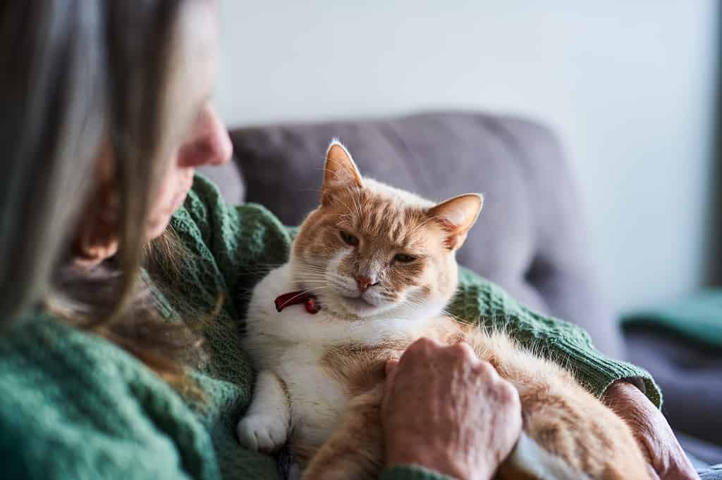 Mature woman holding her cute white-ginger cat in her arms