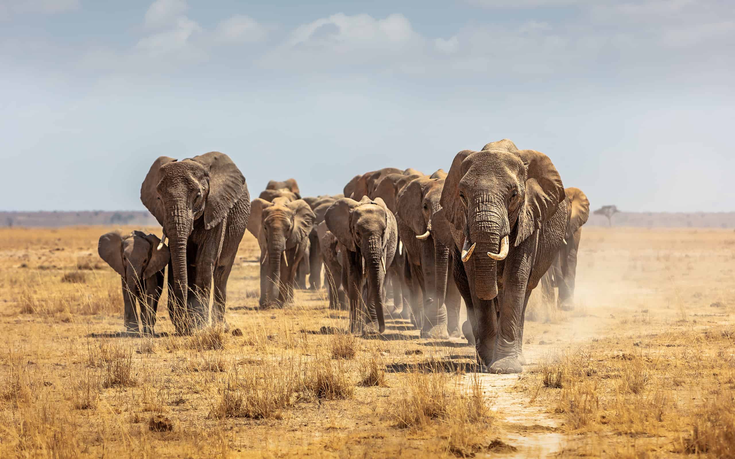 Elephant, African Elephant, Herd, Africa, Walking