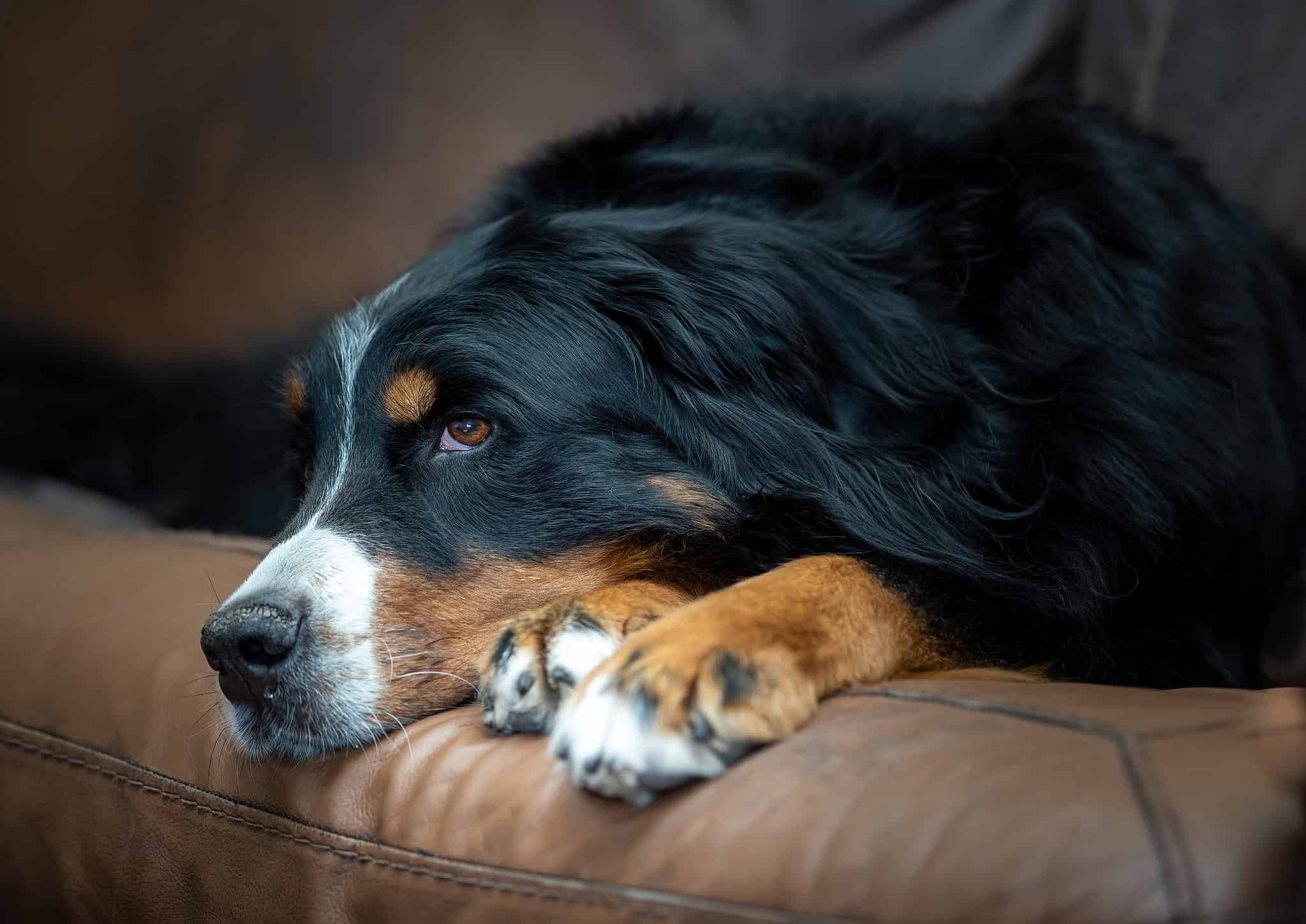 10 Common Health Problems Seen in Bernese Mountain Dogs - A-Z Animals