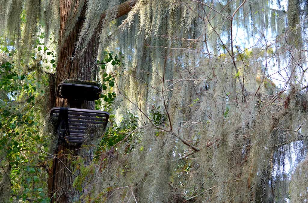 Tree Stand in the Swamp