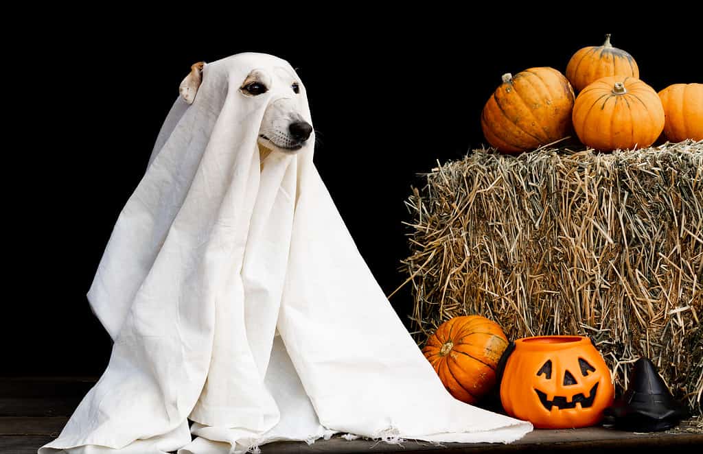 5 cute Halloween costumes for pets