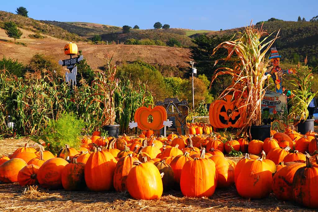 Pumpkin patch in the valley