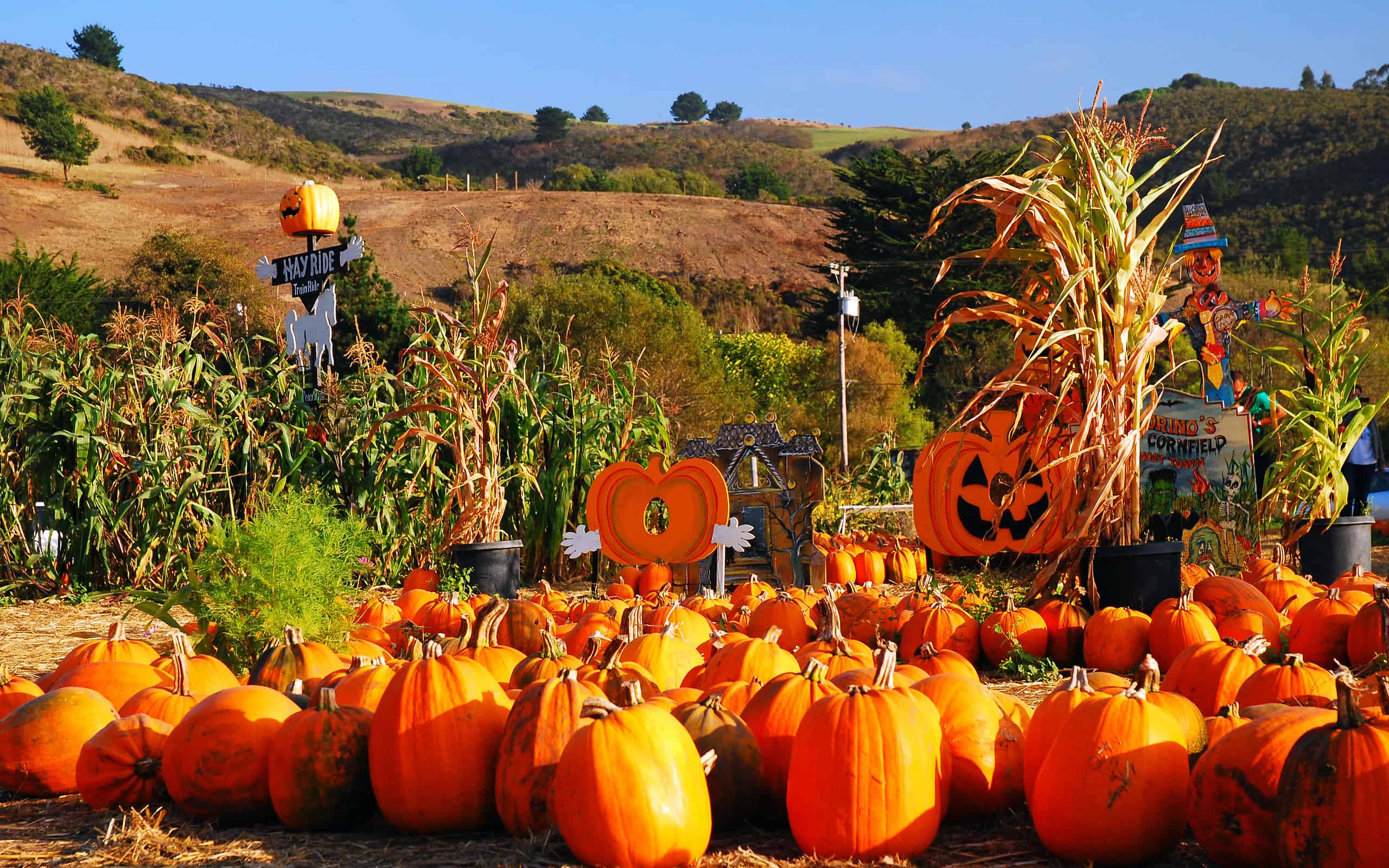 Pumpkin patch in the valley