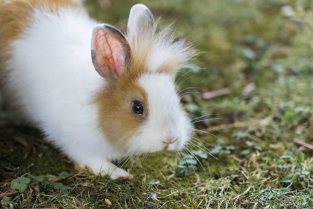 Lionhead Rabbit, Agricultural Field, Animal, Animal Hair, Animal Wildlife