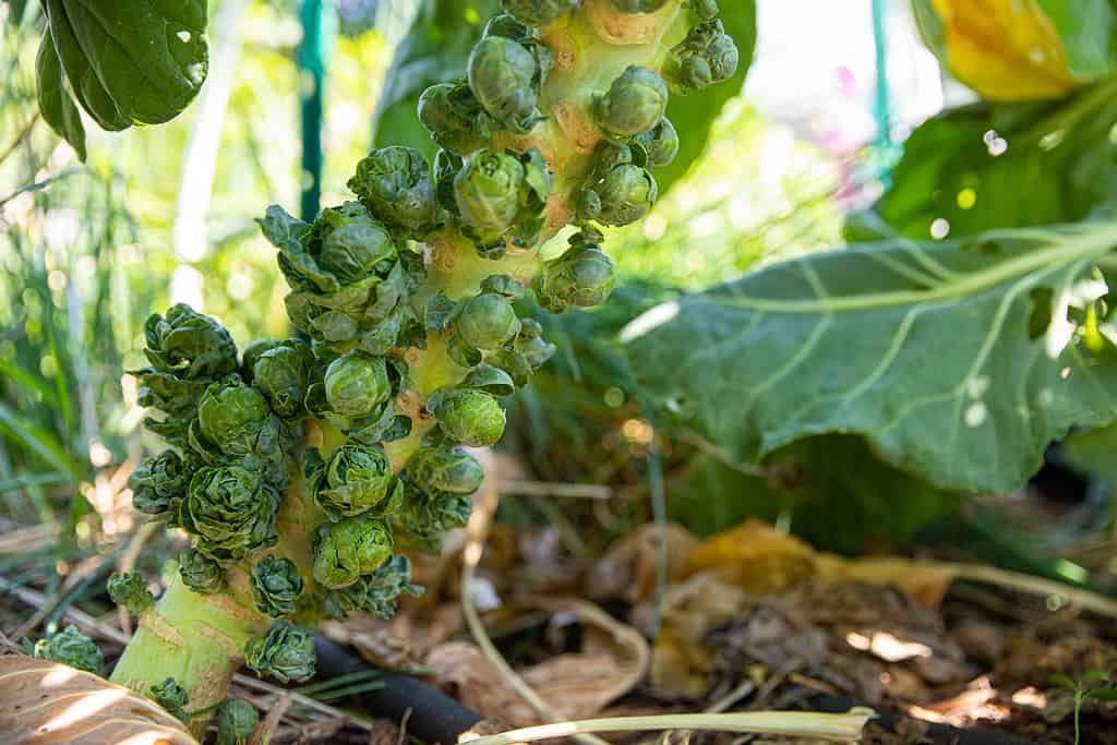 Brussel sprouts growing on stalk