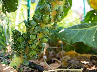 A The 10 Best and Easiest Vegetables to Grow in Raised Garden Beds