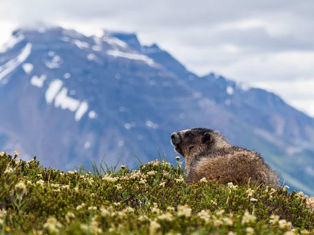 Cute shot of the Hoary marmot in the field and mountains in the background