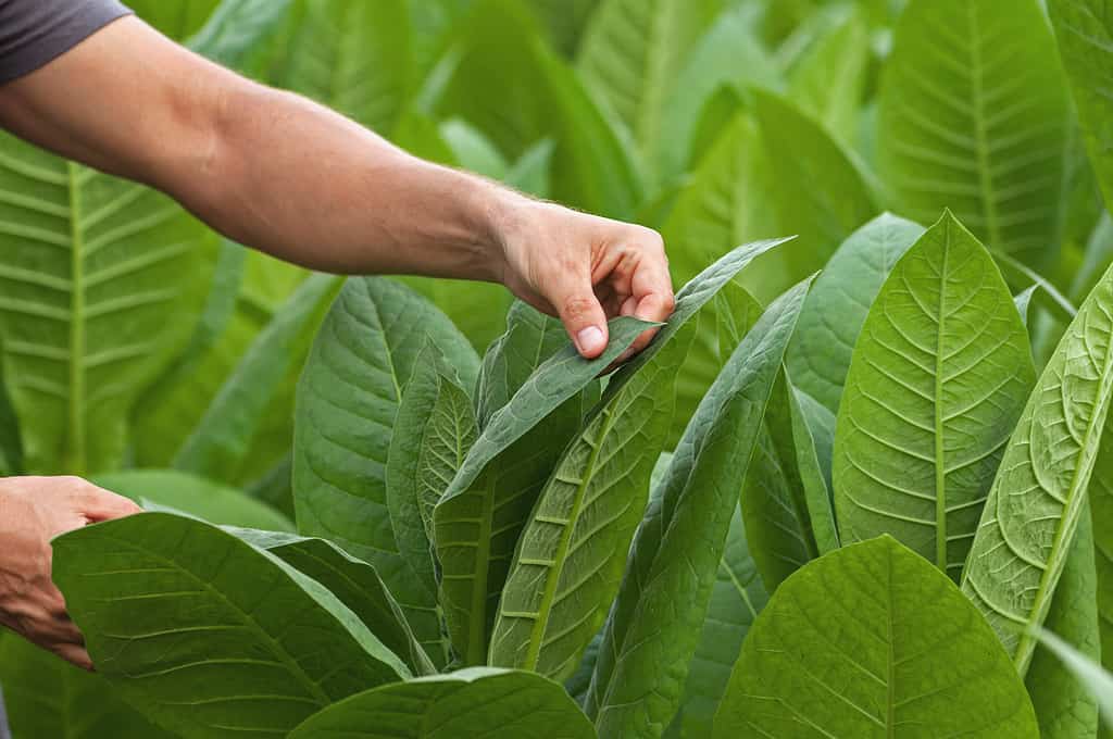 Closeup picture of tobacco leafs being inspected by a farmer