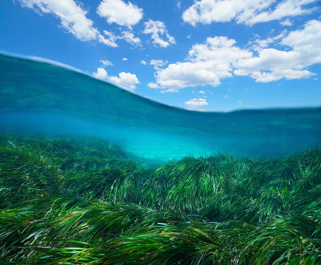 Seagrass underwater sea and blue sky with cloud over under water