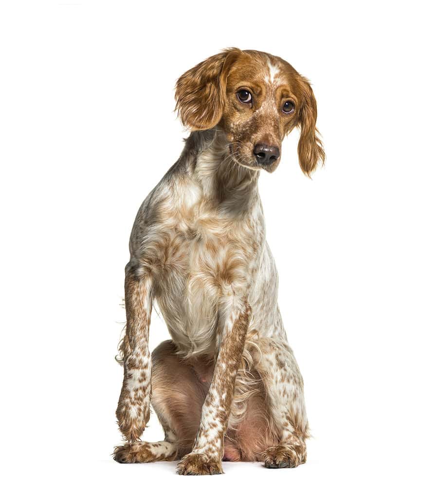 Brittany dog sitting in front of a white background