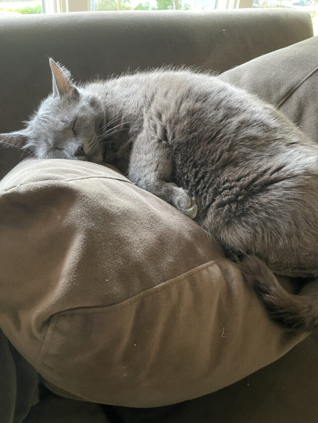 Discover Why Cats Mimic Their Owners AZ Animals