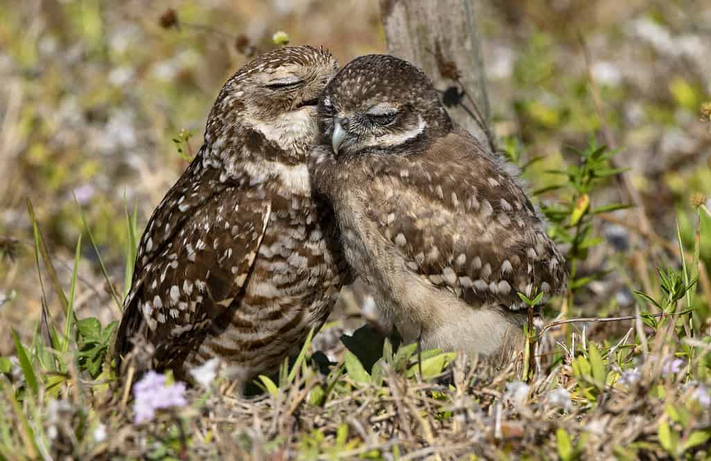 Sweet cuddles and kiss shared by Burrowing Owls