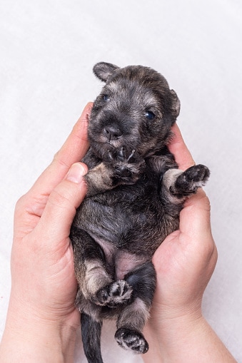 A newborn blind miniature Schnauzer puppy lying in the doctor's arms. The puppy is being examined by a veterinarian