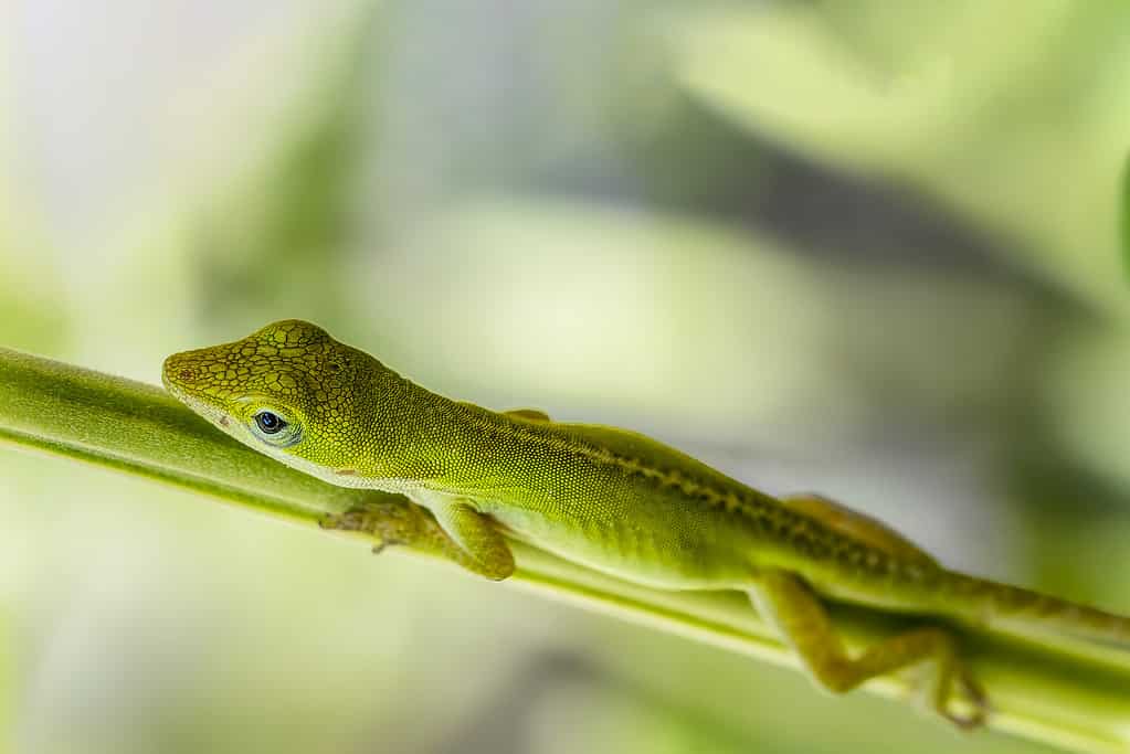 Anolis carolinensis is one of the cheapest lizards to keep as a pet.