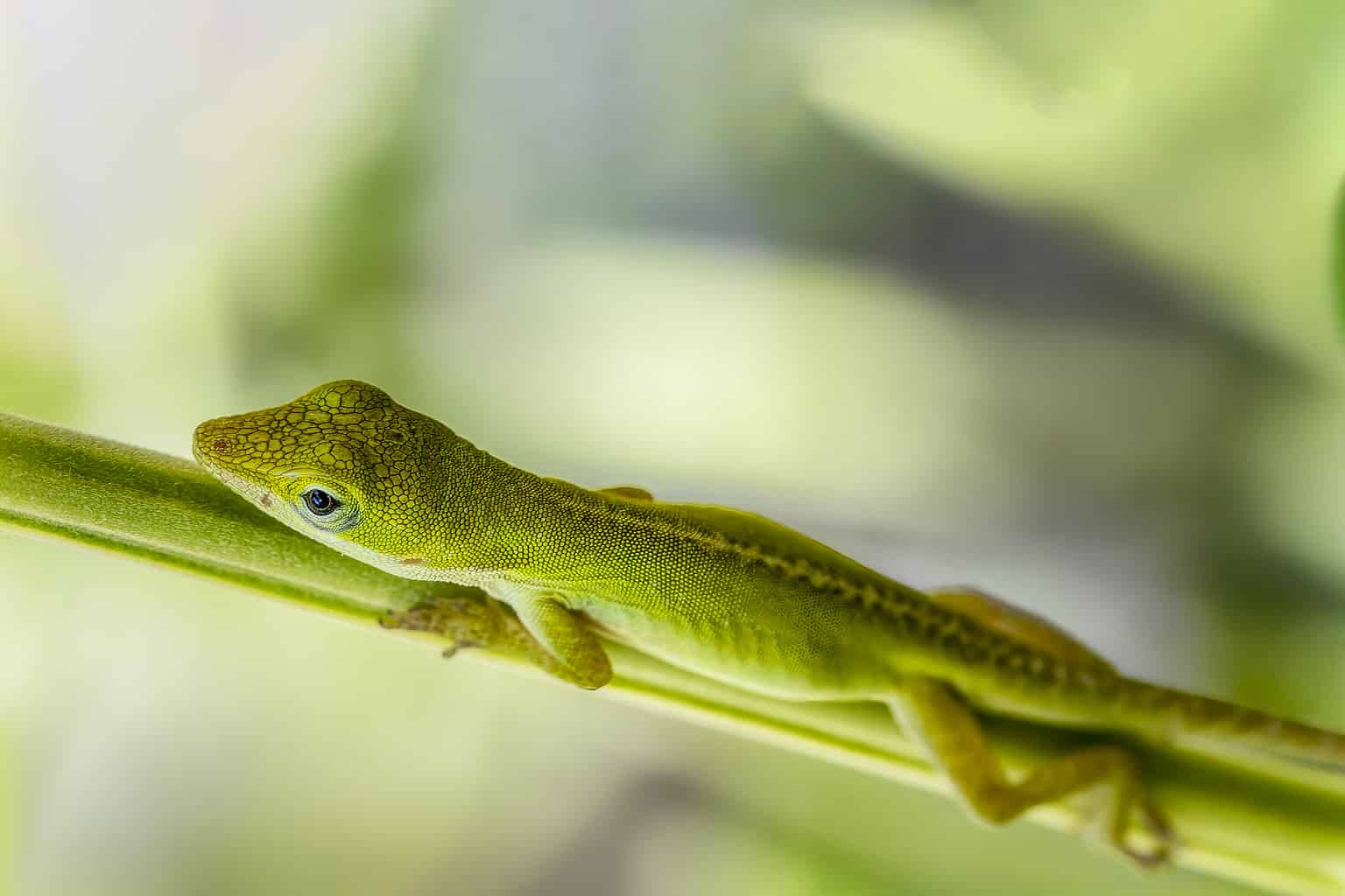 10 Cheapest Lizards to Keep as Pets AZ Animals