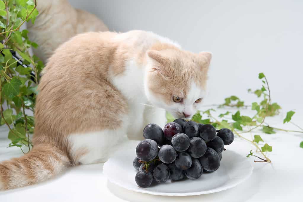 Foods you should never give your cat: Grapes
