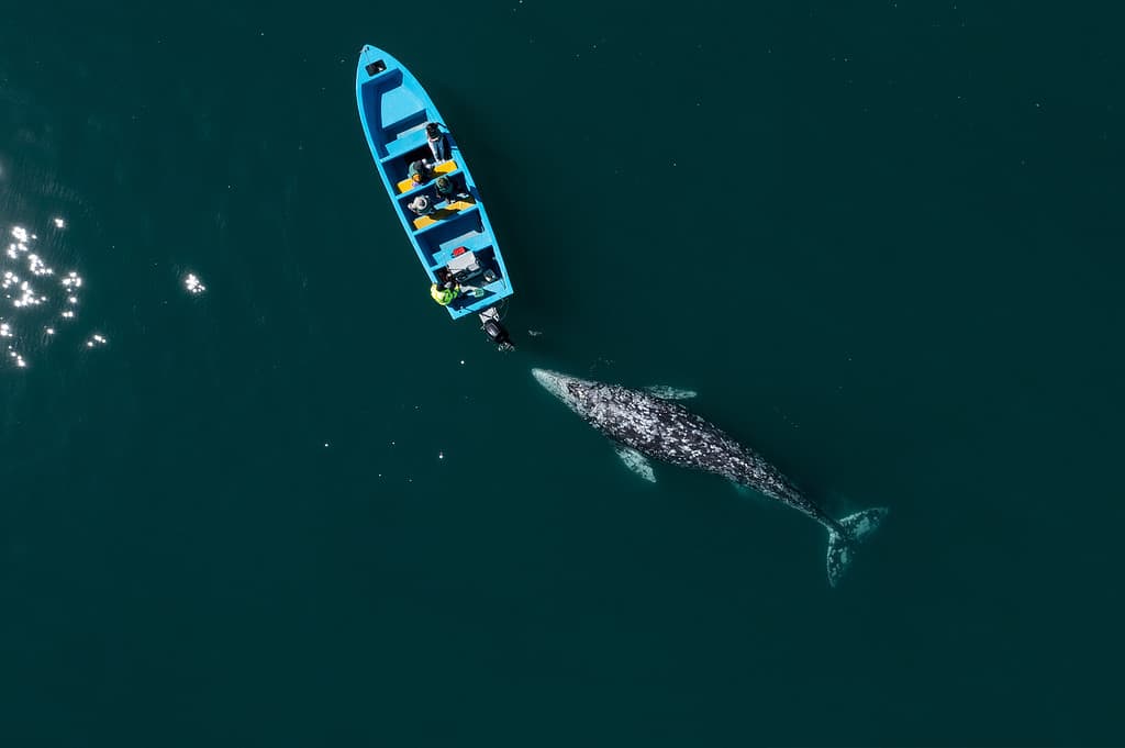 Stunning drone view of gray whale following boat with tourists
