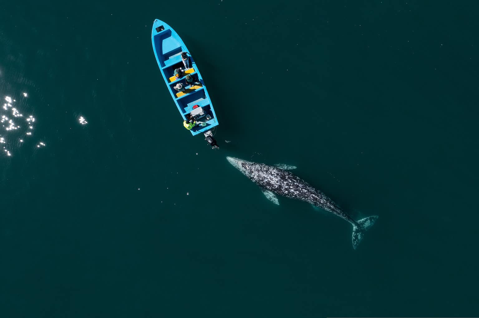 Giant Squid vs Blue Whale: Comparing Two Giants - A-Z Animals