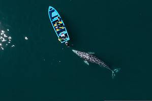 A Friendly Gray Whale Swims Up to a Boat And Lets the Passengers Pet Him Picture