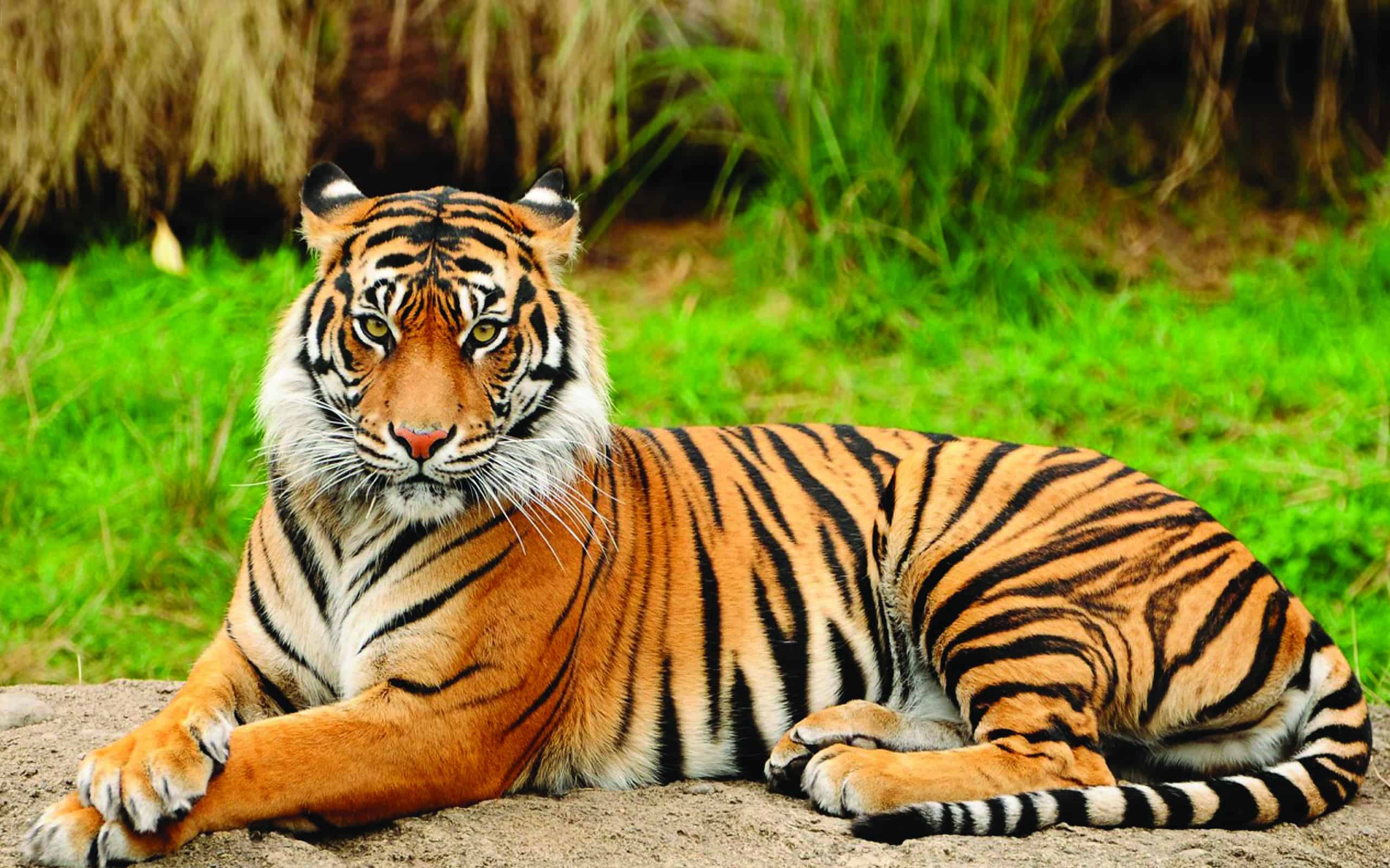 Portrait of a Royal Bengal Tiger alert and Staring at the Camera. National Animal of Bangladesh