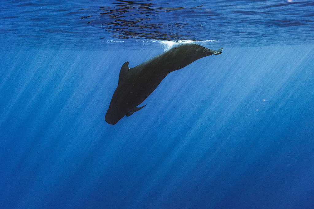 Short-finned pilot whale (Globicephala macrorhynchus) diving in blue ocean water with light rays